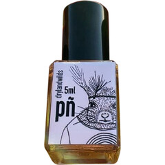 Piñon (Perfume Oil) by Dryland Wilds