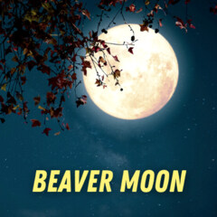 Beaver Moon by Pulp Fragrance