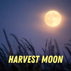 Harvest Moon by Pulp Fragrance